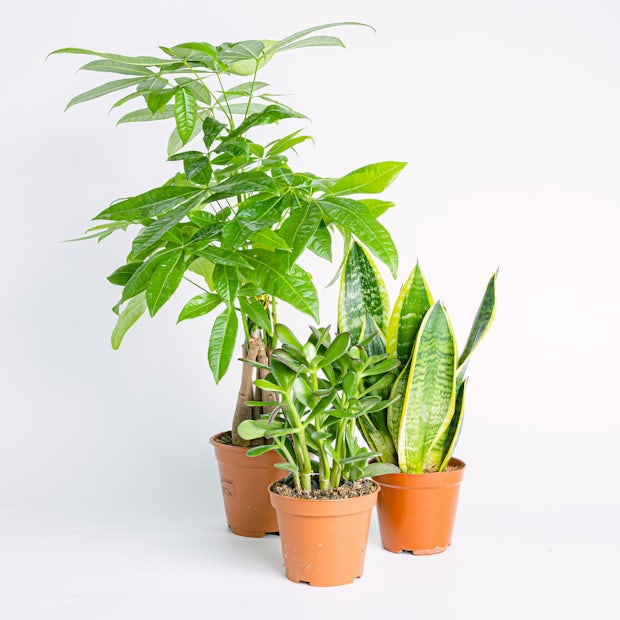 Trio de plantes porte-bonheur