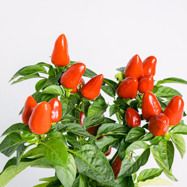 Pepper Plant / Capsicum Annum