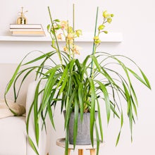 Gelbe Cymbidium-Orchidee