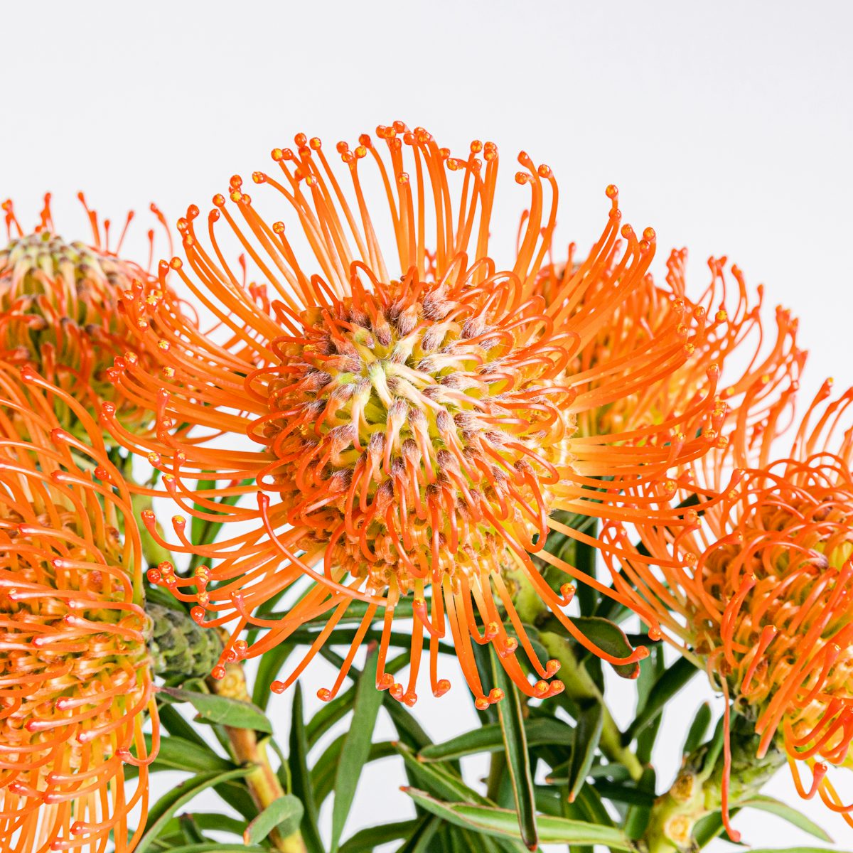 Protea-Sträußchen