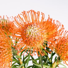 Protea-Sträußchen