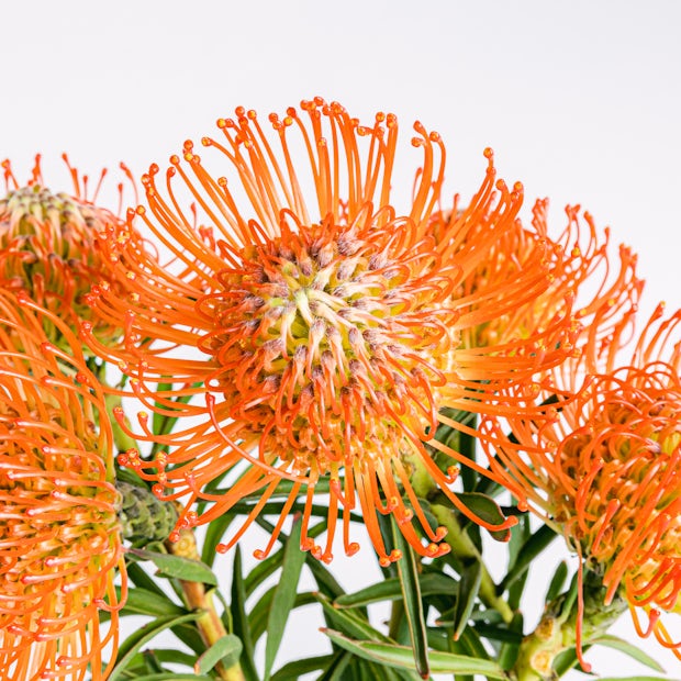 Bouquet di protea
