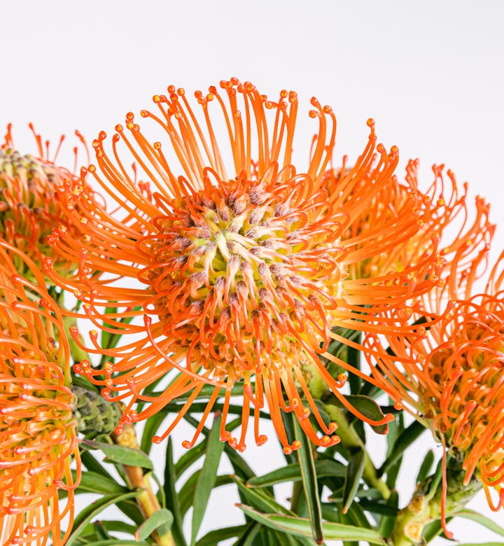 Bouquet di protea