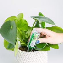 Liquid fertiliser for green plants