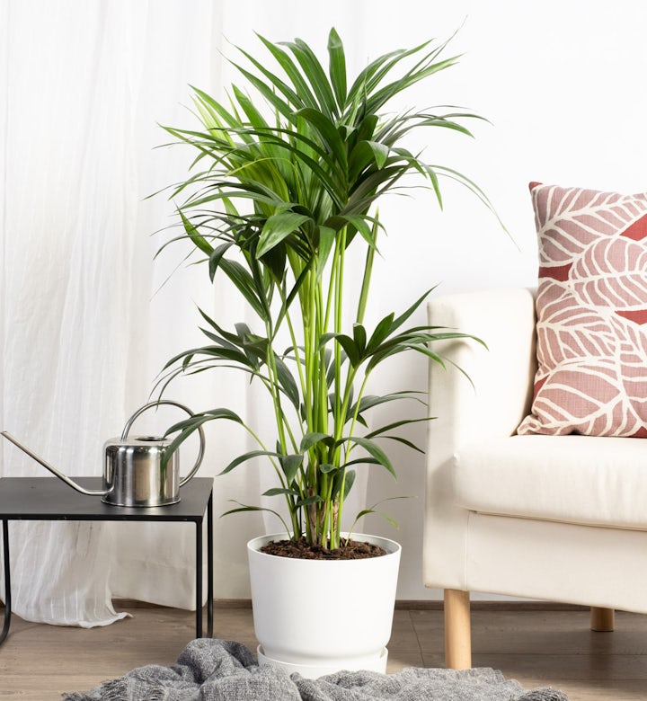 físico diario vida Plantas de interior: Las mejores plantas de interior para tu hogar en  Be.green - Be.Green