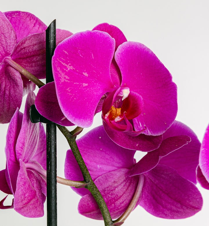 Orchidée rose