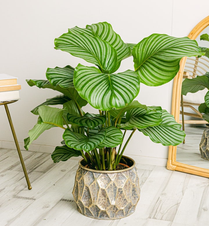 físico diario vida Plantas de interior: Las mejores plantas de interior para tu hogar en  Be.green - Be.Green