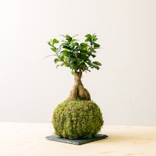 Kokedama Ficus Ginseng related pic