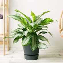 Aglaonema Silberne Bucht related pic