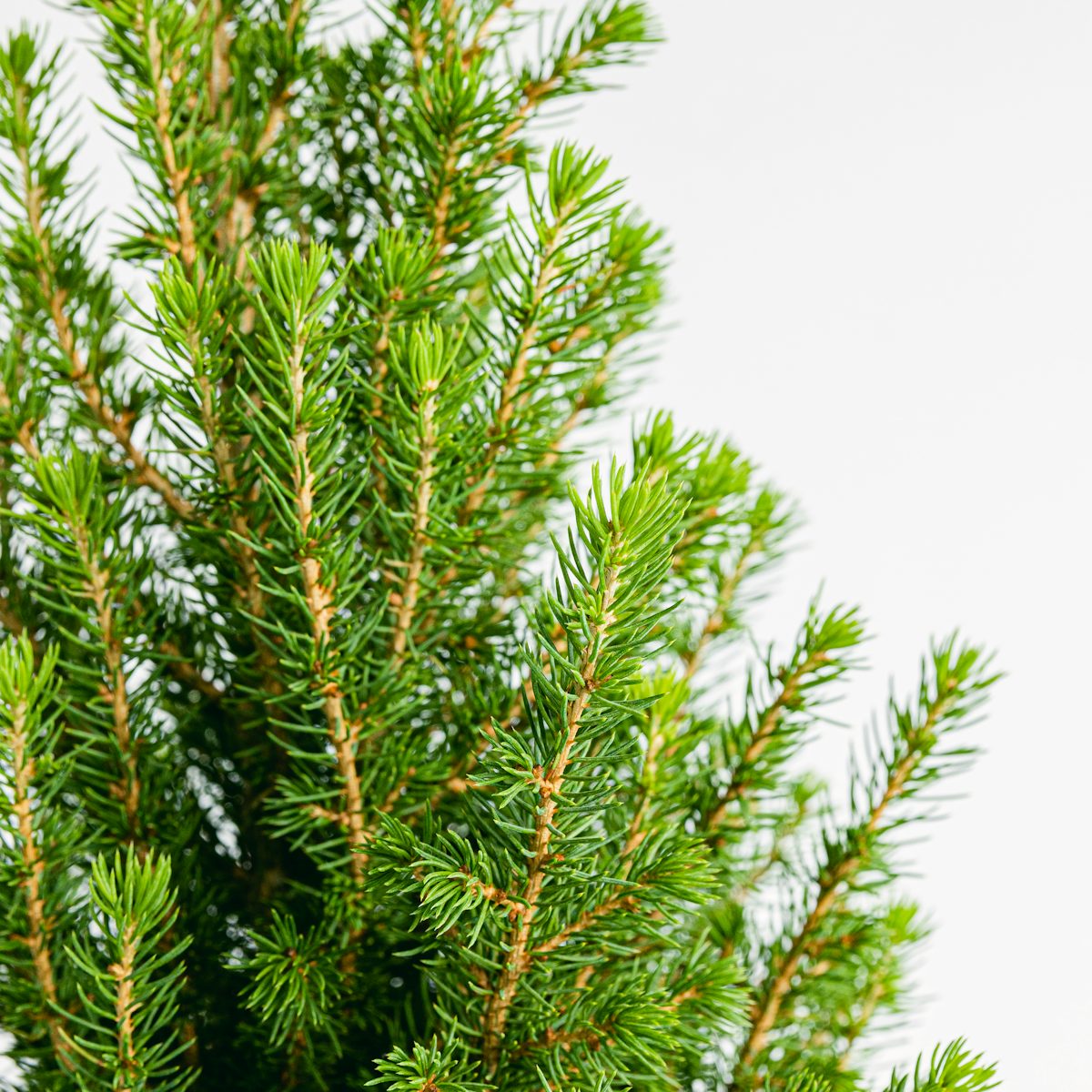 Natural Pine - Picea glauca