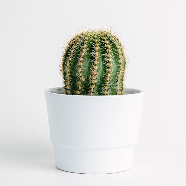 Pack da 10 cactus con vasi