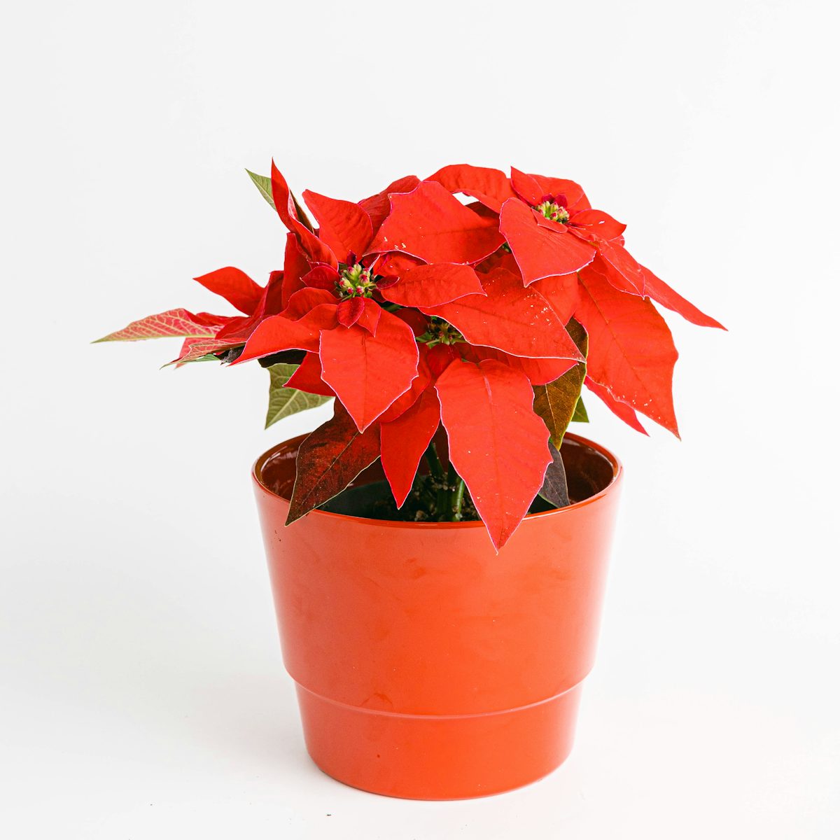 Pack of 10 Poinsettias with pots