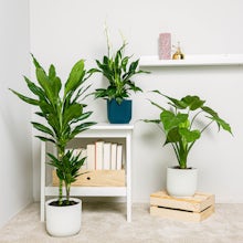 Trio of Plants: Tall purifying plants