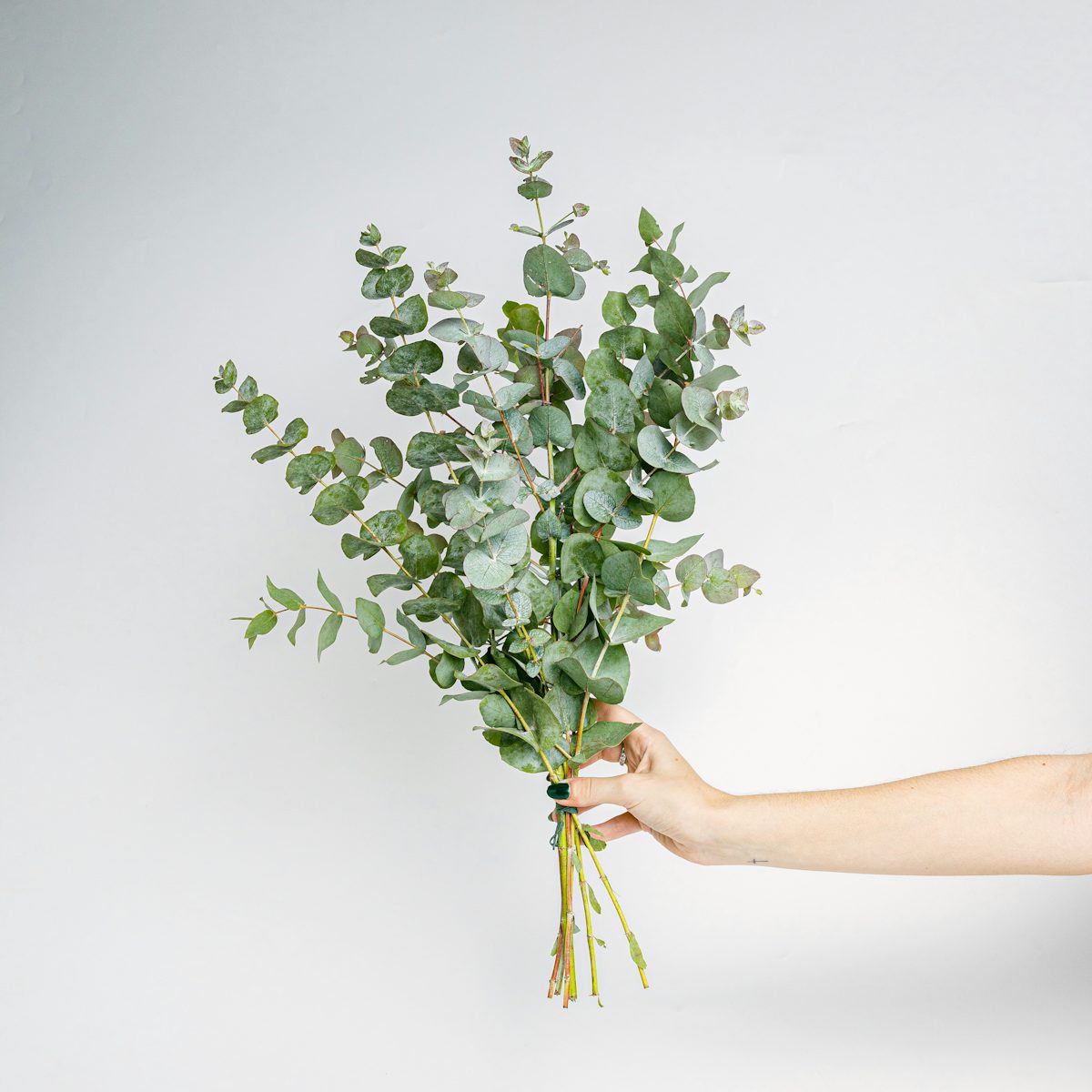 Eukalyptus-Bouquet