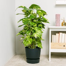 Lima Flowerpot - XL/23cm