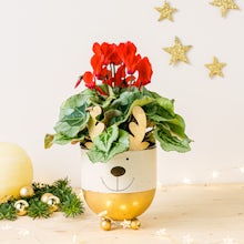 Golden reindeer flower pot - S/11cm