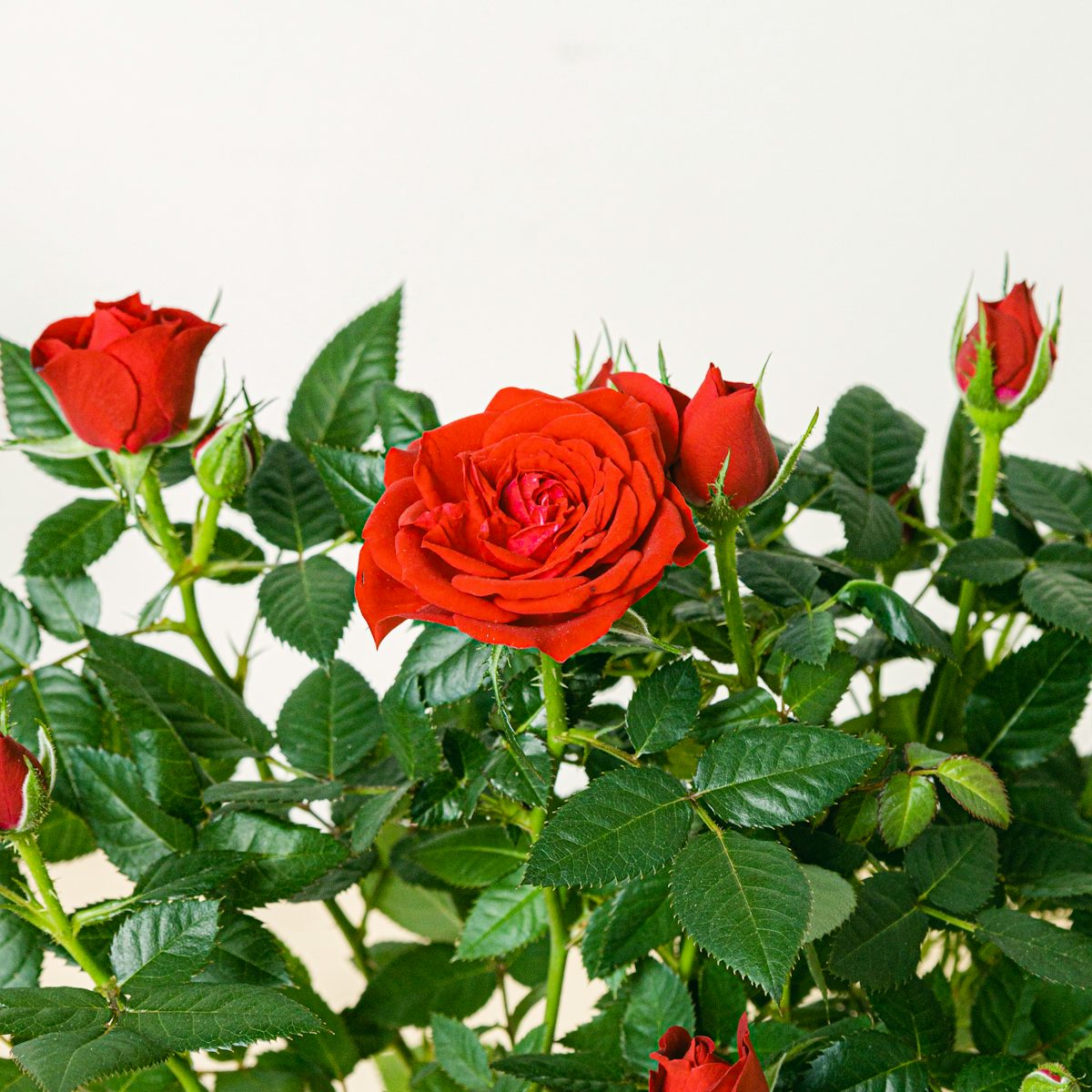 Set Red Rose - Mini