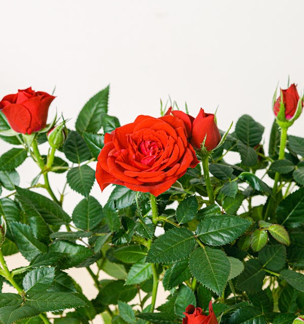 Set Rose Rosse - Mini