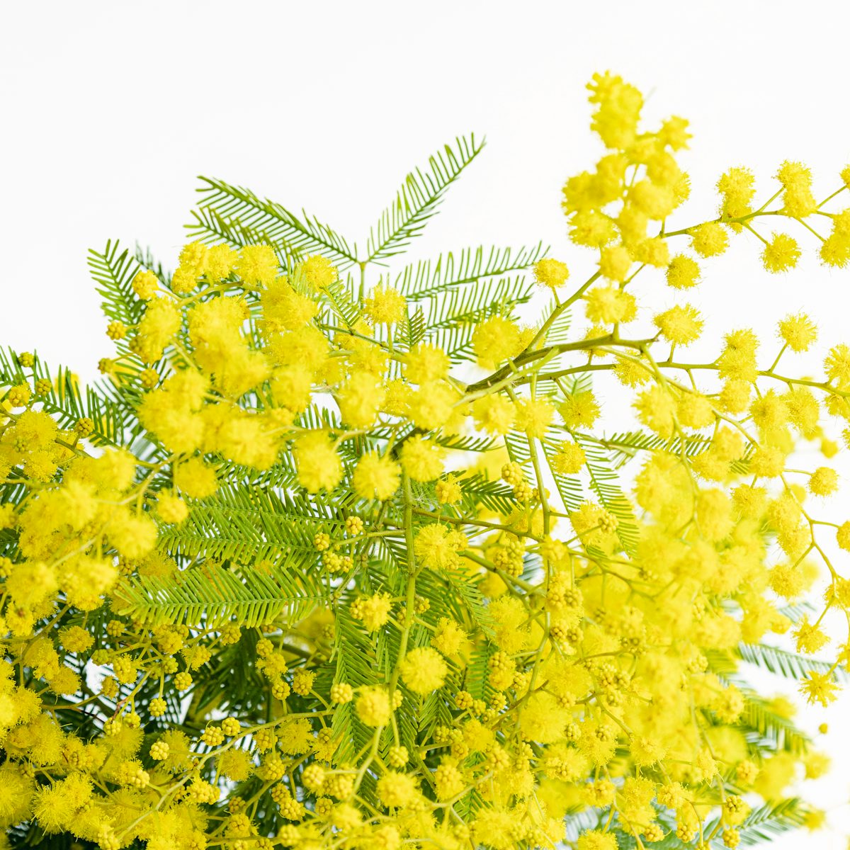 Mimosa Bouquet