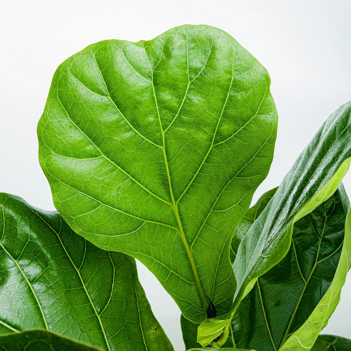 Fiddle Leaf Fig XL