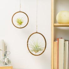 Duo hanging air plant