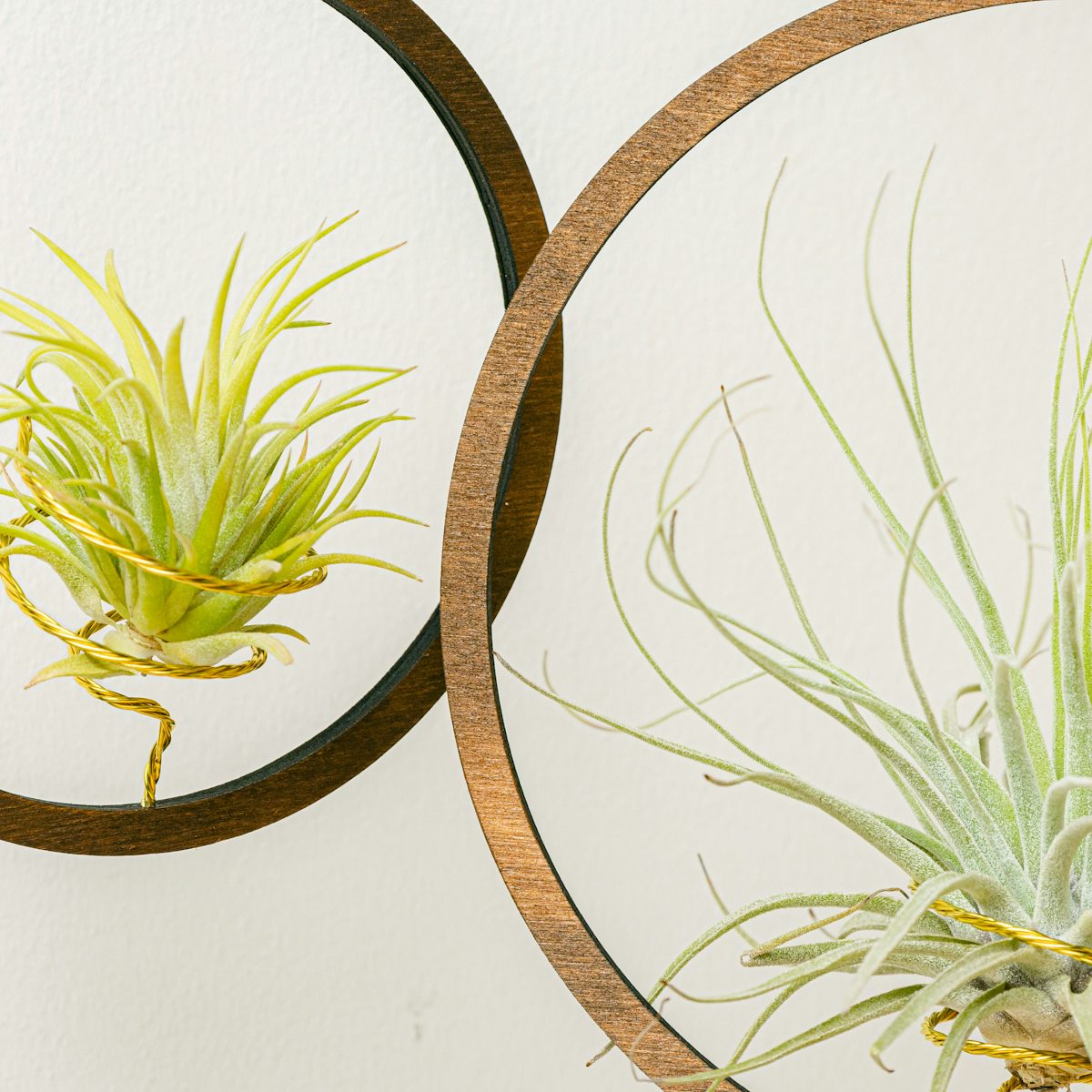 Duo hanging air plant