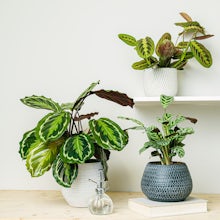 Plant Trio: Pet Friendly Plants