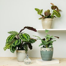 Plant Trio: Pet Friendly Plant...
