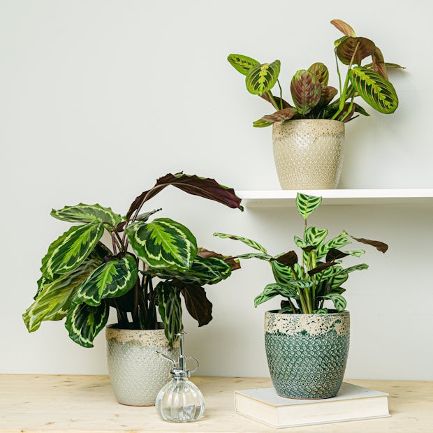 Pflanzen-Trio: Haustierfreundliche Pflanzen