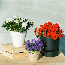 Trio Blühende Pflanzen