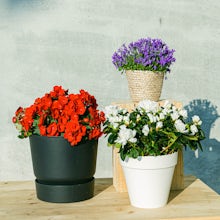 Flowering Plants Trio