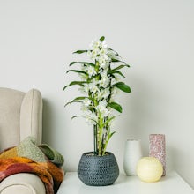 Orquídea de Bambu Branco