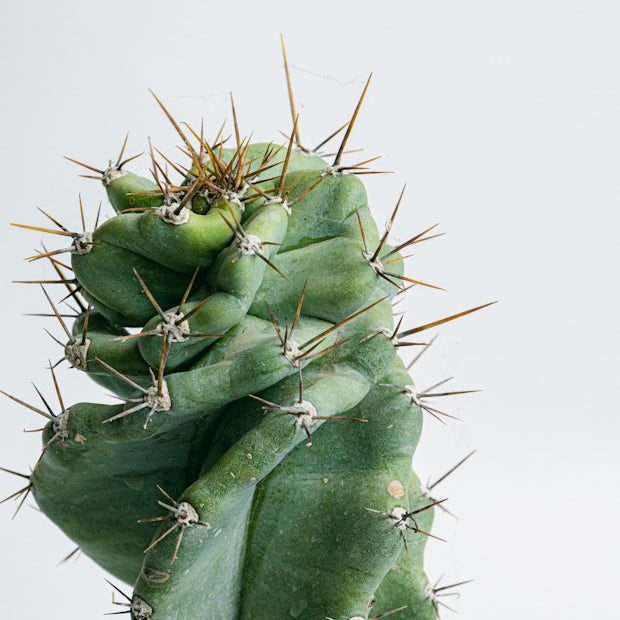 Cactus a Spirale