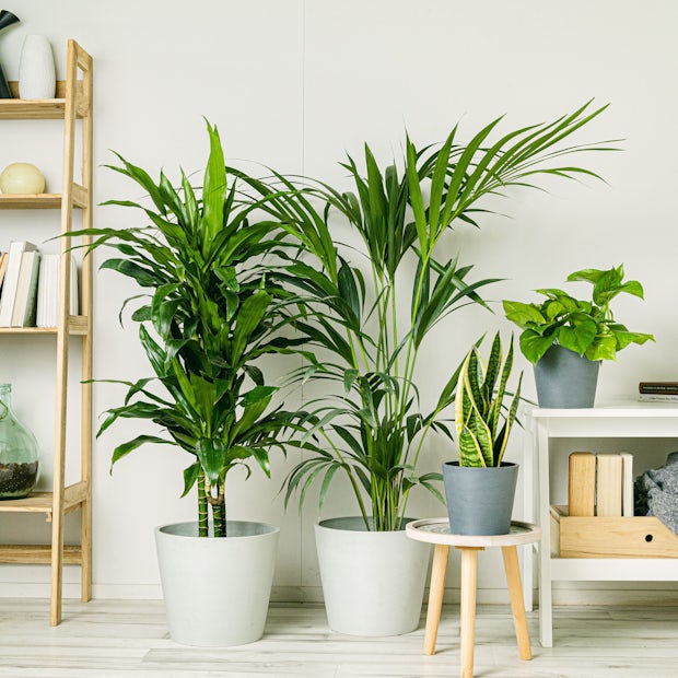 Best-selling plants