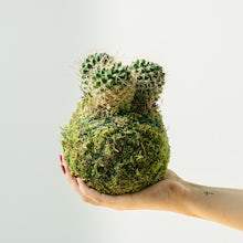 Cactus Kokedama