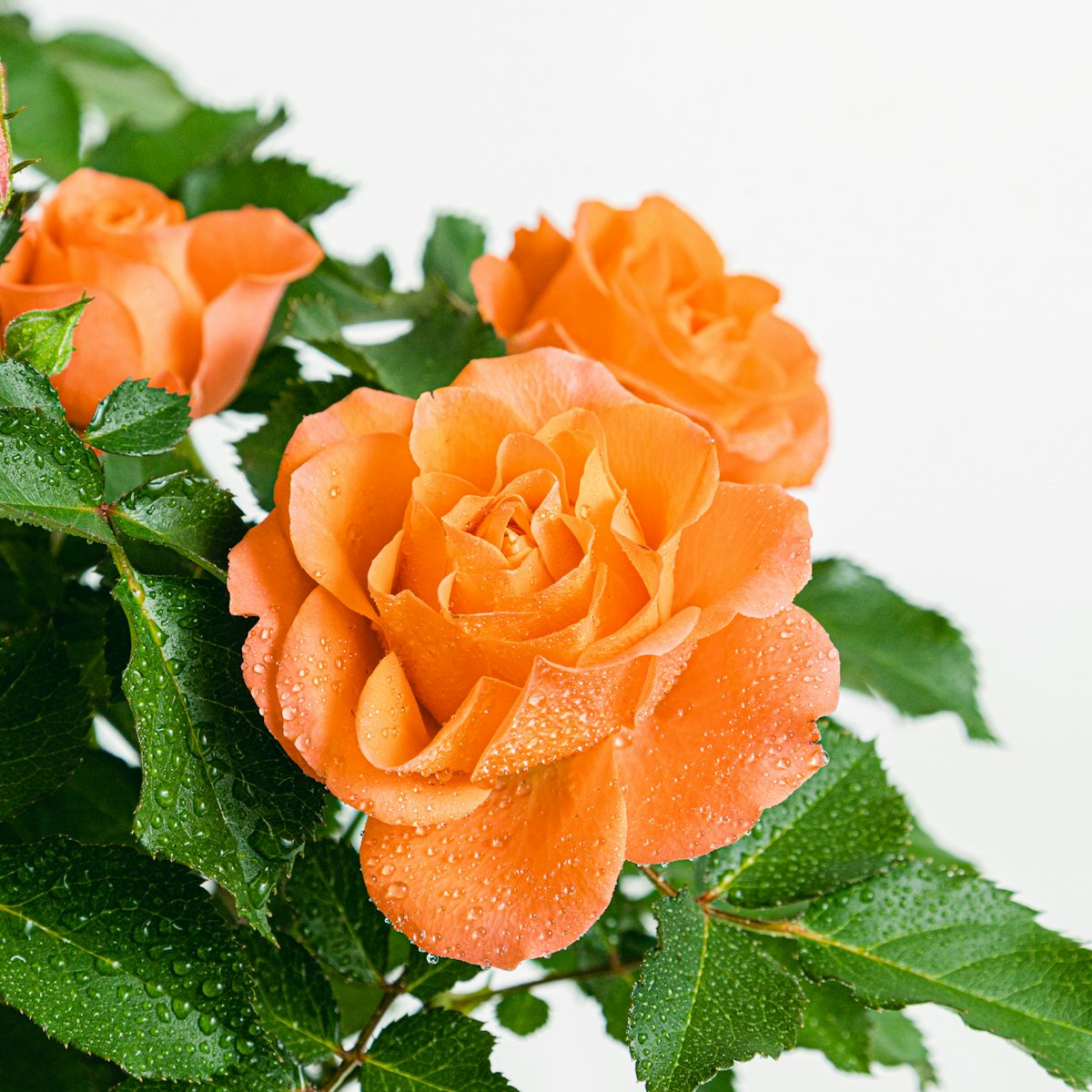 Rosa Jewel Patio Orange
