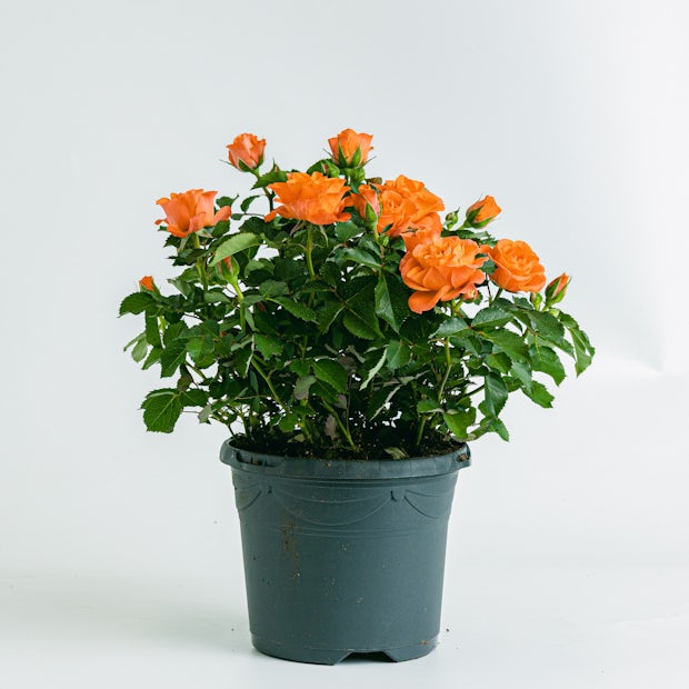 Rosa Juwel Patio Orange