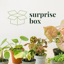 Boîte mystère 6 mini plantes