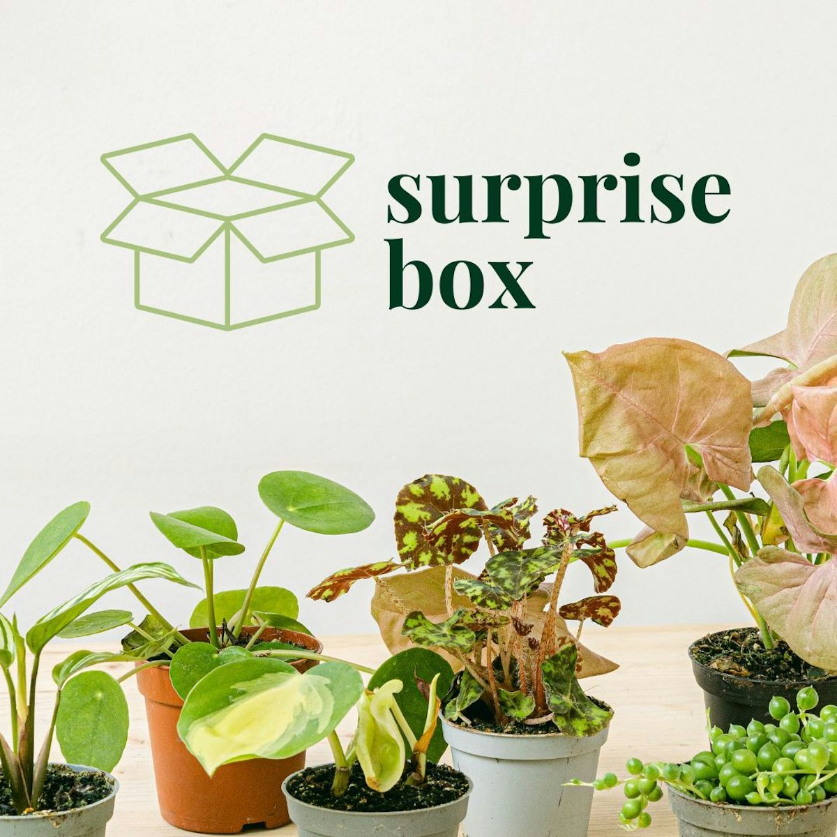 Mystery Box 6 Mini-Pflanzen