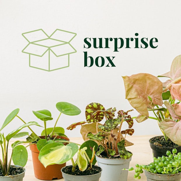 Mystery Box 6 Mini Plants