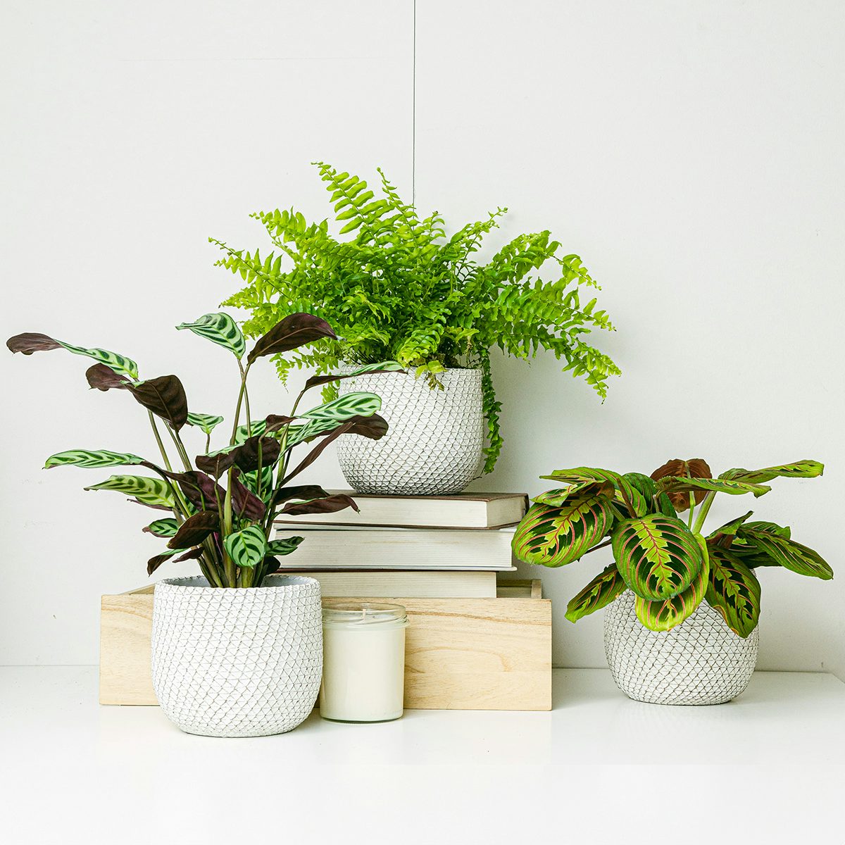 Plant Trio: Homes with Pets