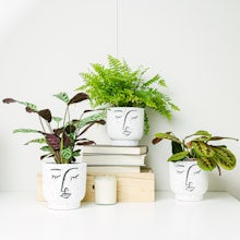 Plant Trio: Homes with Pets