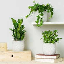 Plant Trio: Ideal for Beginners