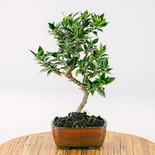 7 Jahre alter Bonsai Citrus my... related pic
