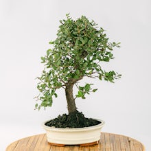 Bonsai 10 Jahre alt Quercus Su... related pic