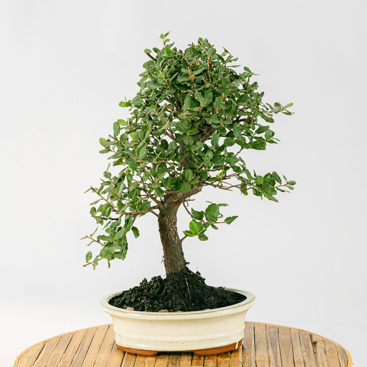 Bonsai 10 Jahre alt Quercus Suber
