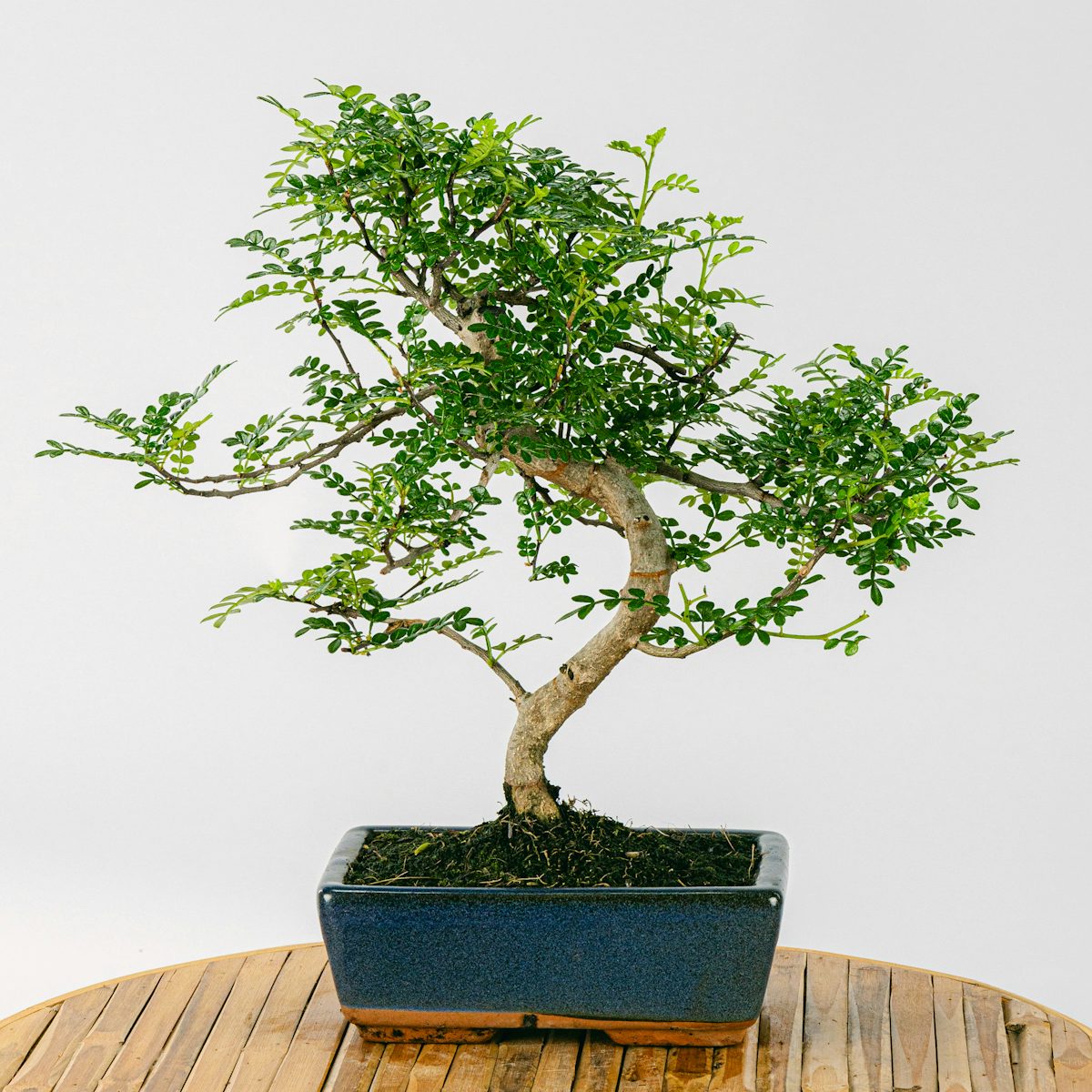 Bonsai Zanthoxylum Piperitum 8 Jahre