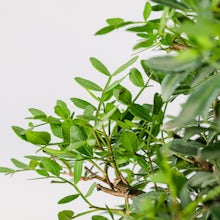 Bonsai 10 Jahre alt Pistacia lentiscus