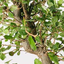 Bonsai 10 Jahre alt Quercus Suber