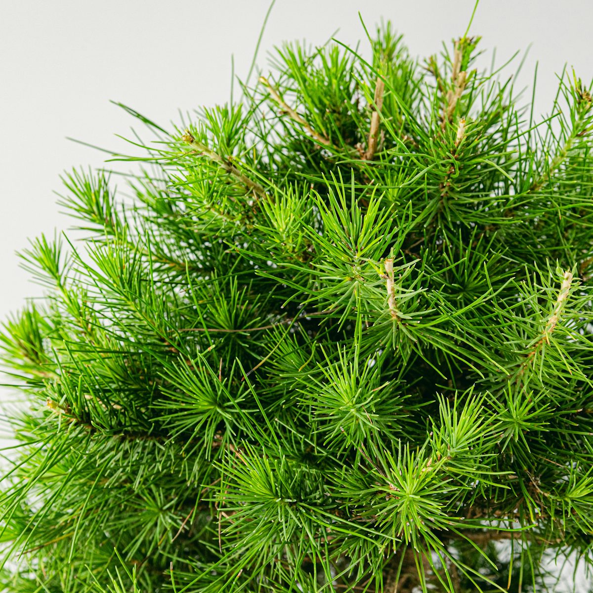 Bonsai 10 Jahre alt Pinus halepensis